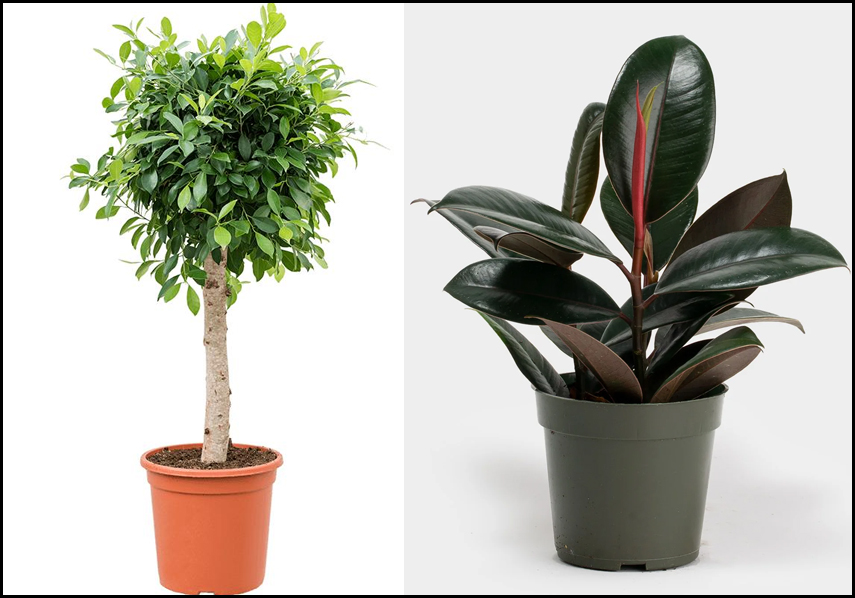 Фикус бенджамина и эластичный фикус