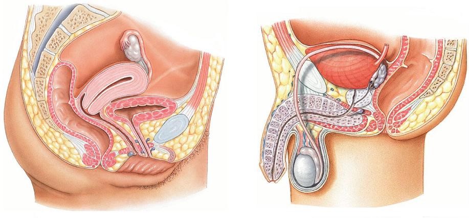 Слева — строение тазовой области женщин, справа — строение тазовой области мужчин