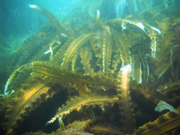 WYSIWYG:93315_2836060_2836061.JPG