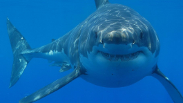 Прыгнули бы вы в бассейн с акулами за $1000?